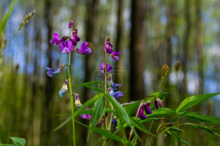 Lathyrus vernus en flor, flor vechling de la primavera temprana con la floración y las hojas verdes que crecen en bosque, macro
.
