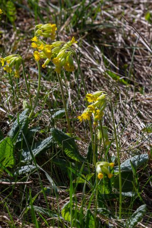 Amarillo Primula veris cowslip, cowslip común, cowslip primrose sobre fondo verde suave.Enfoque selectivo.