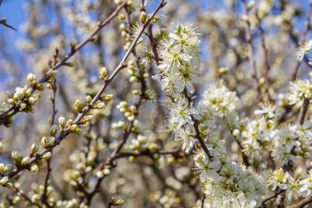 White plum blossom, beautiful white flowers of prunus tree in city garden, detailed macro close up plum branch. White plum flowers in bloom on branch, sweet smell with honey hints.