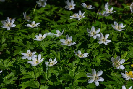 The many white wild flowers in spring forest. Blossom beauty, nature, natural. Sunny summer day, green grass in park. Anemonoides nemorosa.