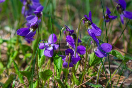 Téléchargez les photos : Viola odorata. Parfumé. La forêt de fleurs violettes fleurit au printemps. La première fleur printanière, violette. Violettes sauvages dans la nature
. - en image libre de droit