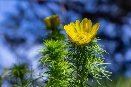 ?il de faisan, ou ?il de faisan jaune Adonis vernalis fleurissant dans la steppe printanière.
