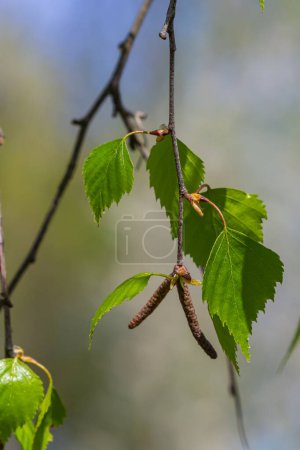 Una rama de abedul con hojas verdes y pendientes. Alergias debidas a floraciones primaverales y polen.