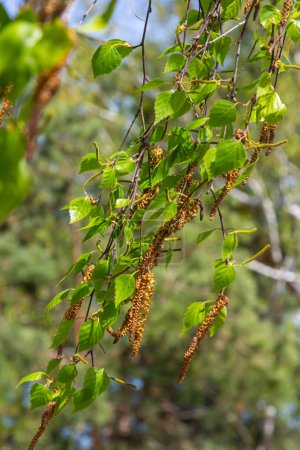 Foto de Una rama de abedul con hojas verdes y pendientes. Alergias debidas a floraciones primaverales y polen. - Imagen libre de derechos