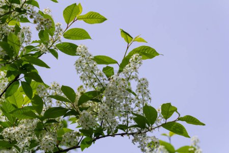 Selektive Fokussierung Foto. Vogel Kirschbaum, Prunus padus blüht.