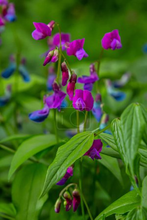 Flowers of spring vetchling Lathyrus vernus plant in wild nature. May.