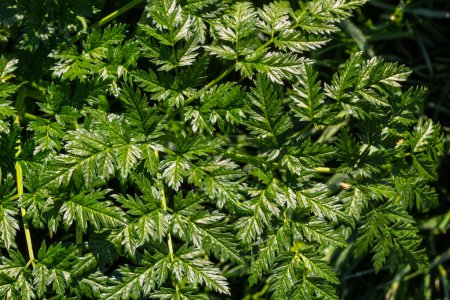 Green leaves of a Conium maculatum poison hemlock poisonous plant close-up. Concept of the texture of natural patterns, ornaments.