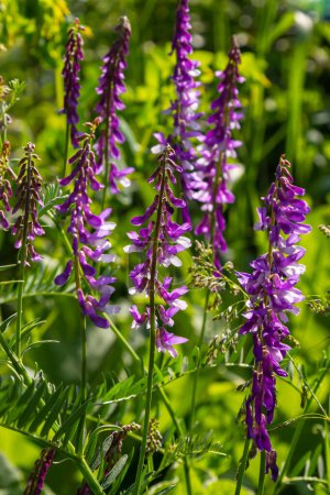 Vetch, vicia cracca plante précieuse de miel, fourrage, et plante médicinale. Fragile fond de fleurs violettes. Fleur de vesce laineuse ou fourragère dans le jardin de printemps.
