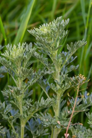 Téléchargez les photos : Argent vert Wormwood feuilles fond. Artemisia absinthium, absinthe plante d'absinthe dans le jardin potager, gros plan, macro. - en image libre de droit