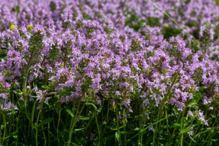 Blossoming fragrant Thymus serpyllum, Breckland wild thyme, creeping thyme, or elfin thyme close-up, macro photo. Beautiful food and medicinal plant in the field in the sunny day.