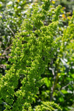 Téléchargez les photos : Part of a sorrel bush Rumex confertus growing in the wild with dry seeds on the stem. - en image libre de droit