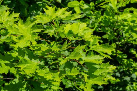 Abstrakter Frühling saisonaler Hintergrund aus grünen Ahornblättern. Ökologisches Naturkonzept.