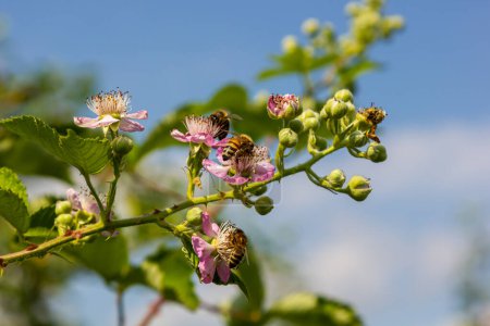 Fleurs et bourgeons de mûre rose tendre au printemps - Rubus fruticosus.