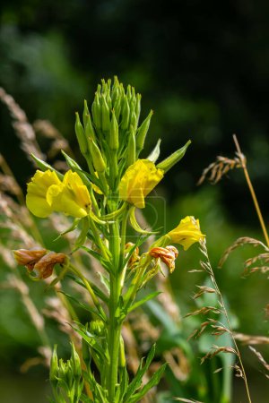 Gelbe Nachtkerze Oenothera biennis, Arzneipflanze für Kosmetik, Hautpflege und Ekzeme.