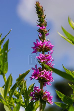 Flojedad púrpura Lythrum salicaria inflorescencia. Espiga de la flor de la planta en la familia Lythraceae, asociada con hábitats húmedos.
