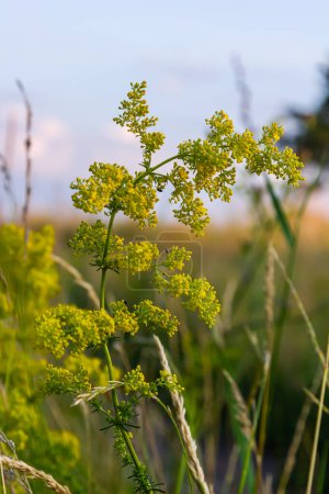 Galium verum, lady's bedstraw or yellow bedstraw low scrambling plant, leaves broad, shiny dark green, hairy underneath, flowers yellow and produced in dense clusters.