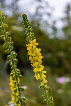 L'été dans la nature parmi les graminées sauvages est floraison agrimonia eupatoria.