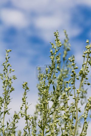 Téléchargez les photos : Wormwood feuilles grises vertes avec de belles fleurs jaunes. Artemisia absinthium absinthium, absinthe plante à fleurs d'absinthe, gros plan macro. - en image libre de droit