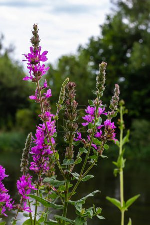 Purple loosestrife Lythrum salicaria inflorescence. Flower spike of plant in the family Lythraceae, associated with wet habitats.