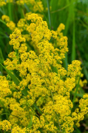 Galium verum, lady's bedstraw or yellow bedstraw low scrambling plant, leaves broad, shiny dark green, hairy underneath, flowers yellow and produced in dense clusters.