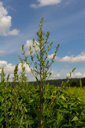 Chenopodium album, edible plant, common names include lamb's quarters, melde, goosefoot, white goosefoot, wild spinach, bathua and fat-hen.