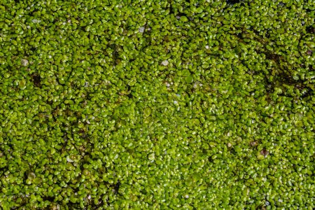 Mauvaise herbe à canard - Culture de l'asclépiade. Lemna trisulca .