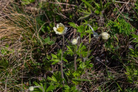 Anemonoides sylvestris Anemone sylvestris, known as snowdrop anemone or snowdrop windflower, is a perennial plant flowering in spring.