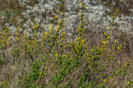 Téléchargez les photos : Chamaecytisus ruthenicus fleurit à l'état sauvage au printemps. - en image libre de droit