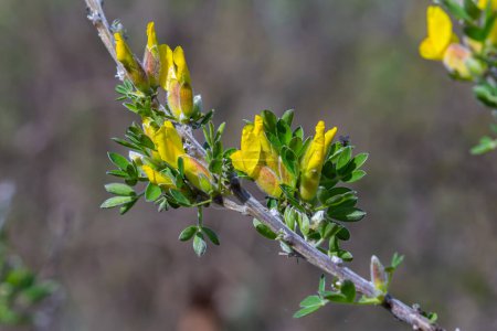 Chamaecytisus ruthenicus fleurit à l'état sauvage au printemps.