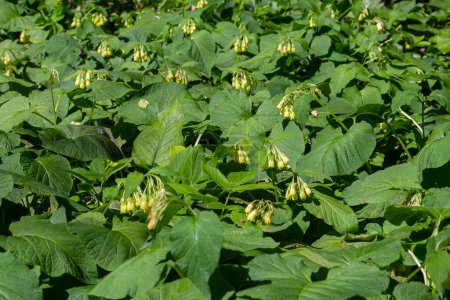 Téléchargez les photos : Floraison Symphytum tuberosum dans la forêt, printemps-début de l'été, milieu naturel. Plante médicinale. - en image libre de droit