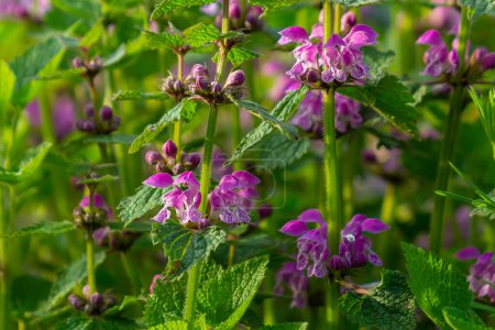 Pink flowers of spotted dead-nettle Lamium maculatum. Medicinal plants in the garden.