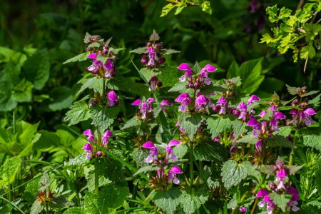 Pink flowers of spotted dead-nettle Lamium maculatum. Medicinal plants in the garden.
