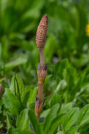 Equisetum arvense, der Ackerschachtelhalm oder Ackerschachtelhalm, ist eine krautige mehrjährige Pflanze der Familie Equisetaceae. Schachtelhalmpflanze Equisetum arvense.