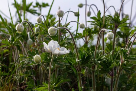 Anemonoides sylvestris Anemone sylvestris, known as snowdrop anemone or snowdrop windflower, is a perennial plant flowering in spring.