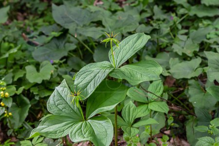 Paris quadrifolia in bloom. It is commonly known as herb Paris or true lover's knot.