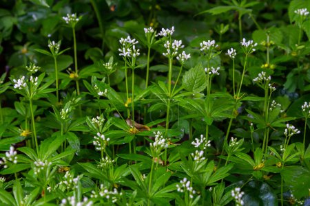 Waldmeister, Galium odoratum ist eine Gewürz- und Heilpflanze, die im Wald wächst.
