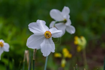Flor de narciso Ojo de Faisán, Poeticus Narcissus, una flor blanca clásica con copa amarilla corta y pequeña.