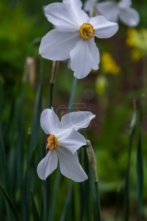 Daffodil flower Pheasant's Eye, Poeticus Narcissus, a classic white flower with short and small yellow cup.