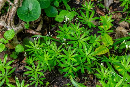 Waldmeister, Galium odoratum ist eine Gewürz- und Heilpflanze, die im Wald wächst.