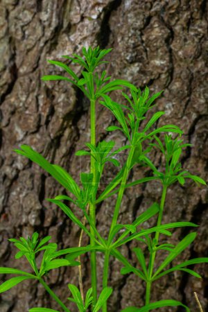 The Cleavers Galium aparine have been used in the traditional medicine for treatment of disorders of the diuretic, lymph systems and as a detoxifier.