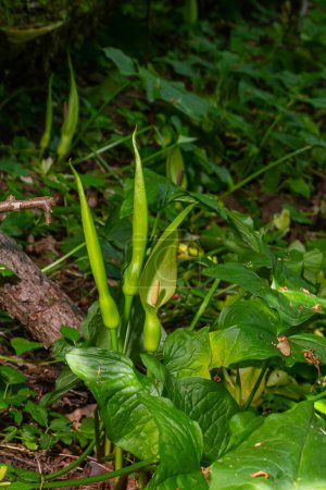 Cuckoopint or Arum maculatum arrow shaped leaf, woodland poisonous plant in family Araceae. arrow shaped leaves. Other names are nakeshead, adder's root, arum, wild arum, arum lily, lords-and-ladies.