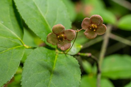 kleine Blüten von Euonymus verrucosus oder Spindelbaum.