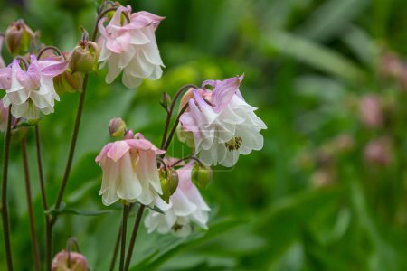 Blooming Aquilegia, columbine plant in the garden. beautiful floral spring background.
