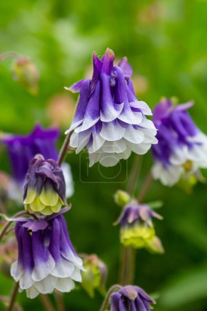 Blooming Aquilegia, columbine plant in the garden. beautiful floral spring background.