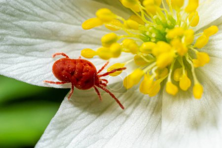 Close up macro Red velvet mite or Trombidiidae in natural environment on a white anemone flower.