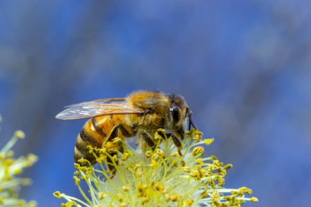 Foto de Una abeja en una rama de un sauce floreciente. - Imagen libre de derechos
