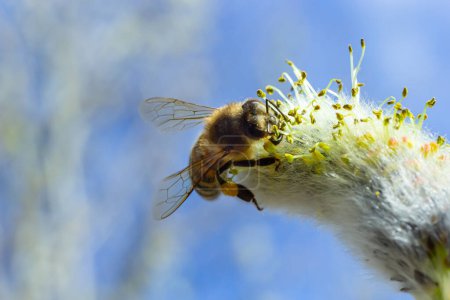 Foto de Una abeja en una rama de un sauce floreciente. - Imagen libre de derechos