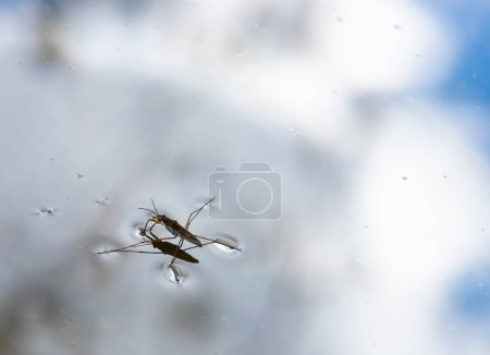 Insekt Gerris lacustris, bekannt als gemeiner Teichläufer oder gemeiner Wasserläufer, ist eine in Europa vorkommende Art von Wasserläufer, die sich schnell auf der Wasseroberfläche bewegen kann und hydrophobe Beine hat..