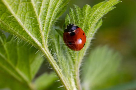 Nahaufnahme des bunten Marienkäfers Coccinella septempunctata auf einem grünen Blatt im Garten.