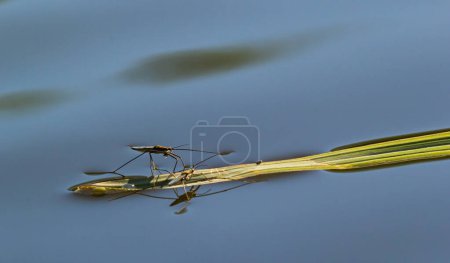 L'insecte Gerris lacustris, connu sous le nom de rampeur commun d'étang ou rampant commun d'eau, est une espèce de rampant d'eau, trouvé en Europe ont la capacité de se déplacer rapidement à la surface de l'eau et ont des jambes hydrophobes.